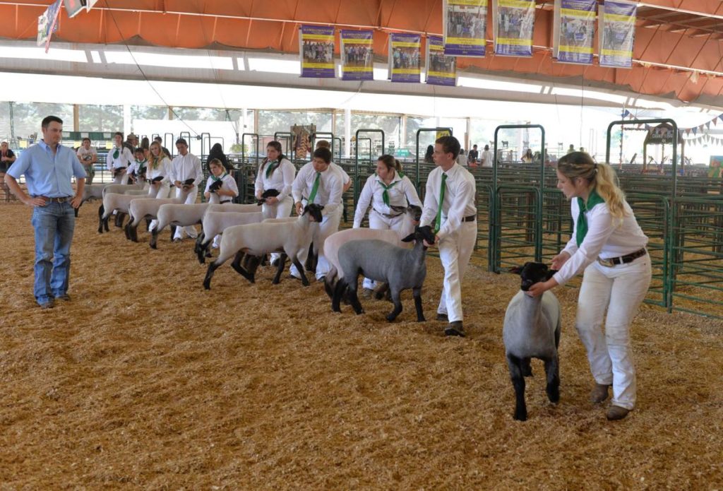 Junior Livestock Auction  Alameda County Fairgrounds