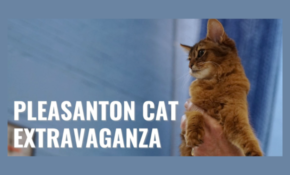 Pleasanton Cat Extravaganza