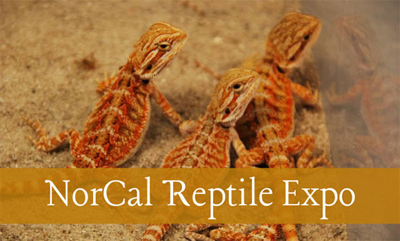 nor cal reptile expo