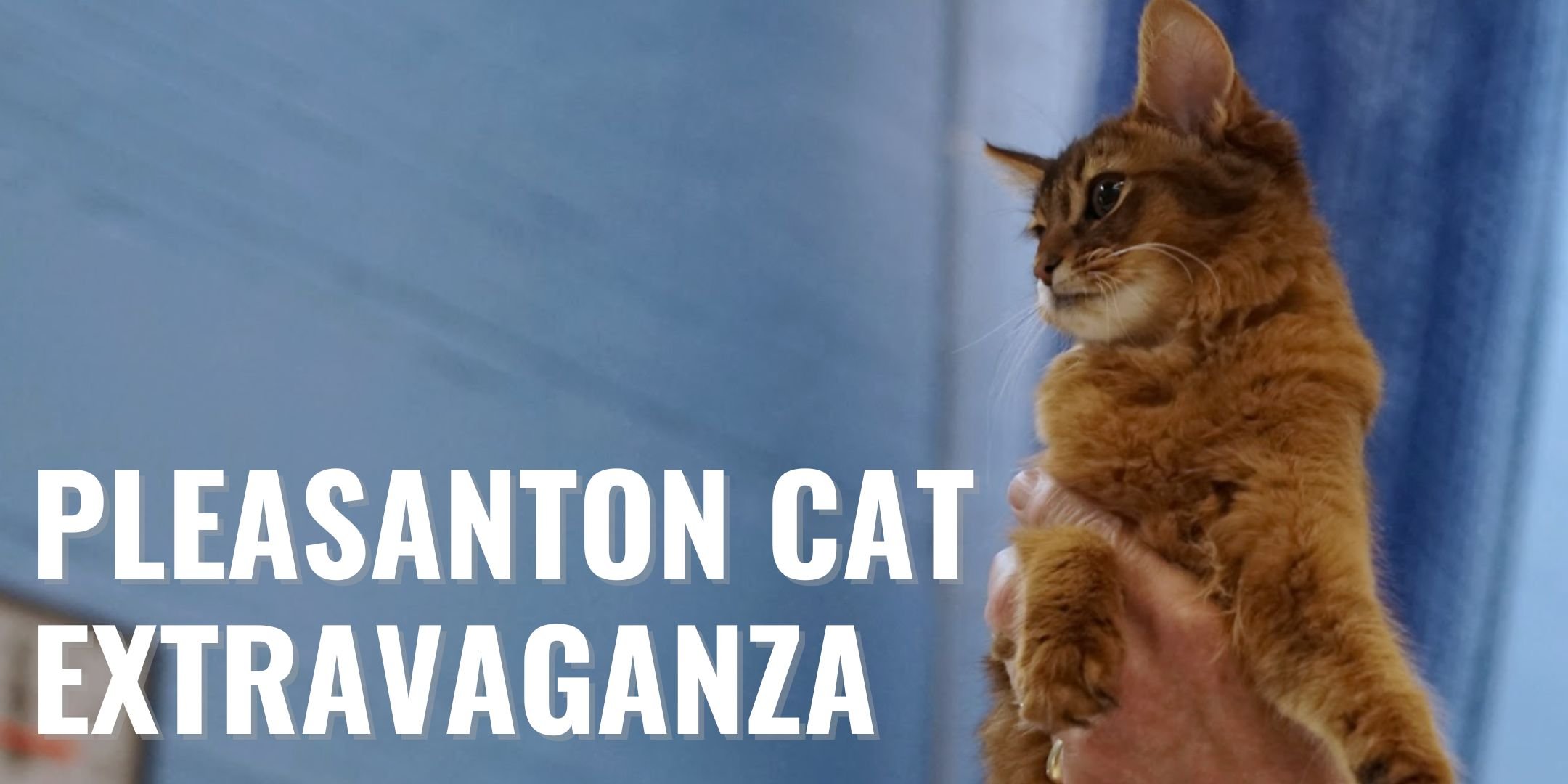 Cat Adoption Extravaganza